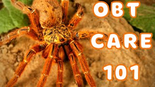 Orange Baboon Tarantula Care  Best Tarantulas for Beginners Pterinochilus murinus [upl. by Adierf155]