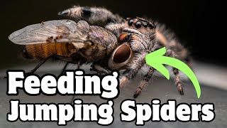 Meet the CUTEST predators Jumping Spiders [upl. by Tehr]