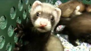 Baby Ferrets Funniest Video Ever [upl. by Elkcim]