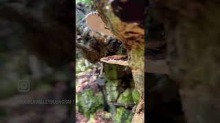 FOREST MAGIC The dispersal of super fine spores from Artists Bracket Fungus  Ganoderma Applanatum [upl. by Good]