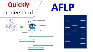 AFLP  Amplified Fragment Length Polymorphism [upl. by Tomkin565]