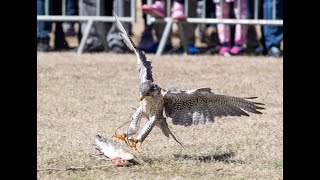 Raptors return with Birds of Prey to Southeastern Wildlife Exposition 2023 [upl. by Chesney293]