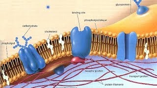 The Fluid Mosaic model for ALevel Biology [upl. by Nnel]