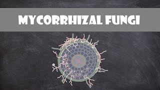 Mycorrhizal Fungi  Plant Biology [upl. by Daryn923]