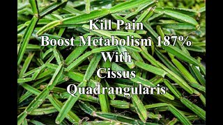 Kill Pain and Boost Metabolism 187 with Cissus Quadrangularis [upl. by Mori]