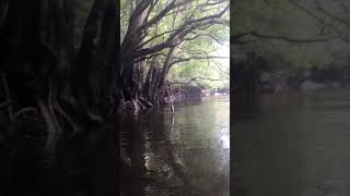 Edisto river fishing Bass in the trees [upl. by Raskin]