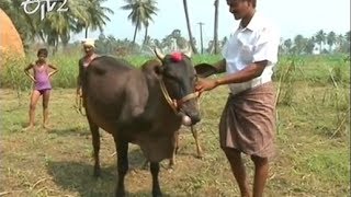 East Godavari farmer take care of rear breed animals on 19th February 2014 [upl. by Haleak]