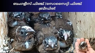 Society finch breedingബംഗളീസ് ഫിഞ്ച് സൊസൈറ്റി ഫിഞ്ച് ബ്രീഡിങ് [upl. by Bidle]