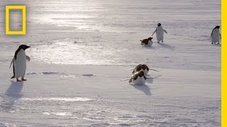 All About the Adélie Penguin  Continent 7 Antarctica [upl. by Damiano]