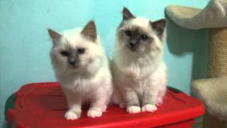 Nov 6 Kelty a lilac point Birman kitten [upl. by Bunch998]