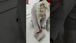 вальданна wow icefishing icefish cool bushcraftlife winter snow fish fishing🐠🐟🎣🥶🥶❄️ [upl. by Ahsineb]