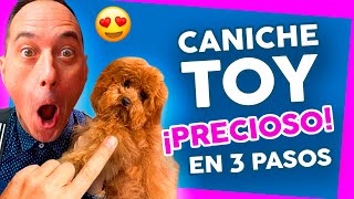 Los MEJORES CUIDADOS para tu CANICHE TOY o POODLE 🐶 PELUQUERÍA CANINA [upl. by Aisatsanna]