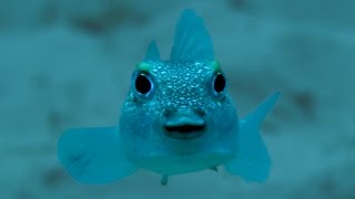 The Japanese Puffer Fish Amazing Mating Ritual [upl. by Ramalahs514]