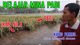 Budidaya Mina Padi  Belajar Dari Ahlinya  Nila di Lahan Padi Sawah  Minapadi CultivationPart 1 [upl. by Aihsem]