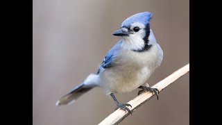 For Educators Participating with students in the Great Backyard Bird Count [upl. by Ravid940]