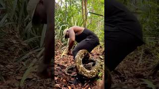 Python 🐍 Snake tourism wildlife africansafari africantourism africanfolktale animals snake [upl. by Fassold]