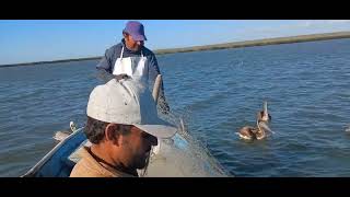 CORRALENADO CURVINA Y LISA EN LOS ESTEROS DE BAJA CALIFORNIA SUR MEXICO [upl. by Ama]