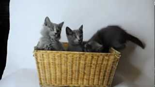 Nebelung kittens [upl. by Dorran]