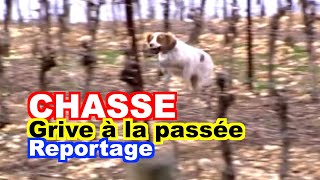 CHASSE  Chasse de la grive à la passée [upl. by Tiffany]