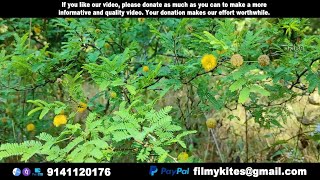 Flowers  215  Sweet acacia  Vachellia farnesiana [upl. by Lebatsirhc]