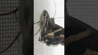 Grammodes stolida  The migratory moth [upl. by Ellehcir378]