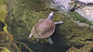 The River Cooter Turtle Australia [upl. by Pul]