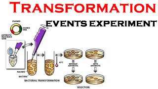 Bacterial Transformation experiment [upl. by Indnahc734]