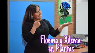 Laboratorio para niños Xilema y Floema en Plantas [upl. by Assillem]