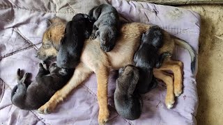 Puppy DoDo And Baby Puppies Fall Asleep After Breastfeeding [upl. by Auohc718]