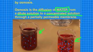 Osmosis Revision  GCSE BiologyCombined Science [upl. by Nivets]