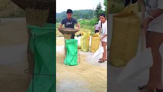 The method of quickly loading grain into a bag in action [upl. by Neelyar]