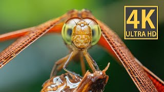 INCREDIBLE INSECTS caught in 4K 60fps HDR ULTRA HD [upl. by Iramaj]