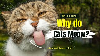 Meows to ATTRACT Cats Meow Sounds to Attract Cats Cats Meowing Sound Effects Kitten Sounds [upl. by Llerat]