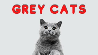 3 Great Facts About Gray Cats [upl. by Tooley]