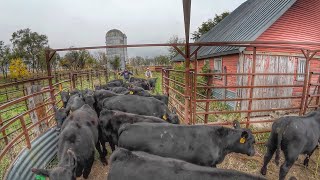 Bringing 100 Calves home [upl. by Oswell]