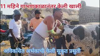 Delivery of Underdeveloped Foetus in Cow AbortionRescue from Dengerकेलीखालीझाली मोकळीDed calf [upl. by Forest374]