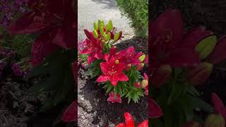 Asiatic Lily the best Perennial plant to add in your garden [upl. by Olegnaleahcim]