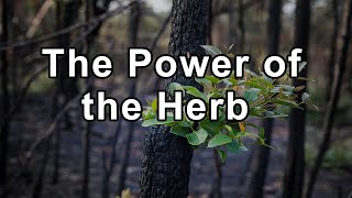 The Power of the Herb Lomatium and its Importance in the Herbal Medicine World [upl. by Abekam]