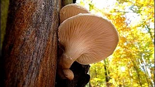 Pleurotus dryinus  BUKOVAČA [upl. by Ovida567]