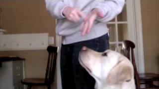 Dog Training Nose Bridge Week 1 [upl. by Tiffani604]