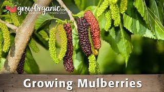 How to Grow Organic Mulberries From Bare Root [upl. by Nudnarb]