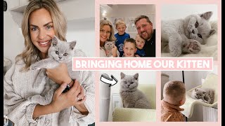 BRINGING HOME OUR BRITISH SHORTHAIR KITTEN  FIRST 24 HOURS AT HOME AND SETTLING IN  SO CUTE [upl. by Adamek]