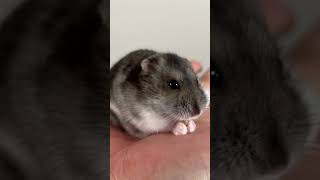 Djungarian hamster is having a mealジャンガリアンハムスターが餌を食べているところ [upl. by Cleve]