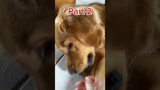 Dog Treat ASMR [upl. by Norra937]