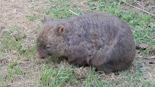 A wombat digs and crosses the road [upl. by Ytirahc]