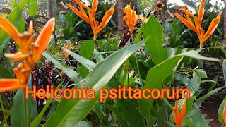 Heliconia plant caring How to propagate EP17 [upl. by Anilyx]