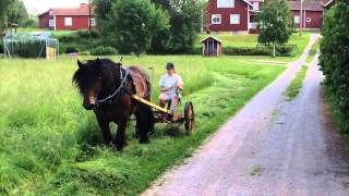 Slåtter med Ardennern Euro [upl. by Leitman]