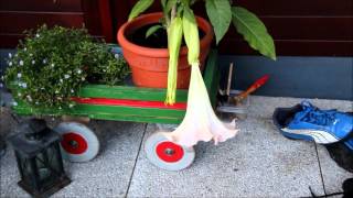 Engelstrompete Trompetenbaum selbst ziehen  Brugmansia  NewWonder555 [upl. by Yancy]