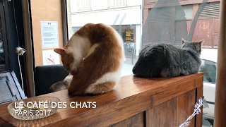 Das Katzencafé für Katzenliebhaber  Le Café des Chats  Paris [upl. by Godderd961]