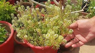 How to grow alyssum from seedsweet alyssumalyssum care [upl. by Lally]